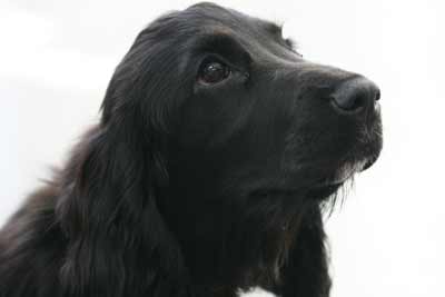 Young Cocker Spaniel Stan Rawlinson Images