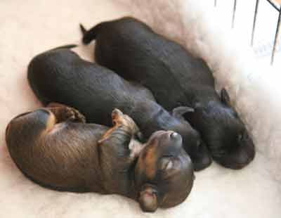 Young Puppies in a Crate Stan Rawlinsion Images